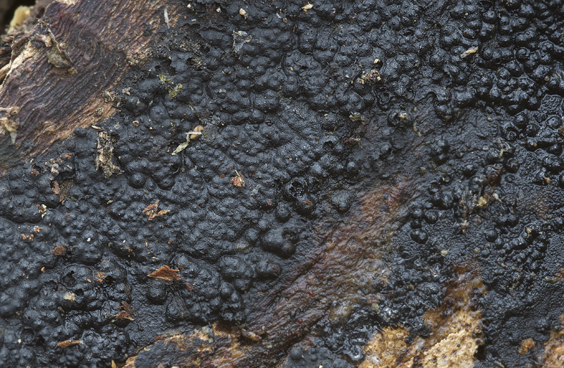 Nemania carbonacea